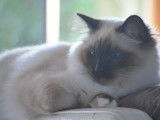 Adorable chaton Birman seal point &agrave; vendre
