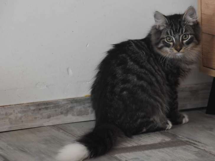 Un chaton Sibérien gris tacheté LOOF à vendre