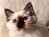 À vendre : 3 chatons Sacrés de Birmanie LOOF