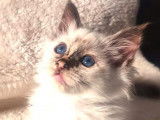 À vendre : 3 chatons Sacrés de Birmanie LOOF