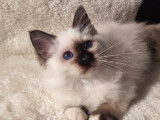 À vendre : 3 chatons Sacrés de Birmanie LOOF