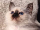 À vendre : 3 chatons Sacrés de Birmanie LOOF