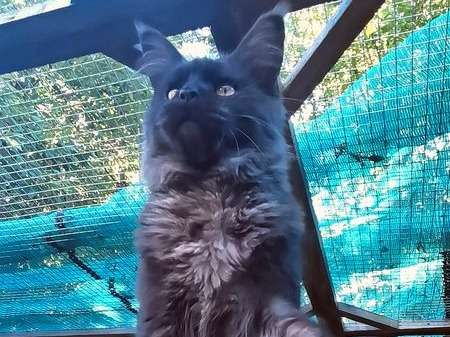 Un chat Maine Coon noir fumé d'un an LOOF disponible à l’achat