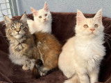 5 chatons Maine Coons LOOF &agrave; vendre