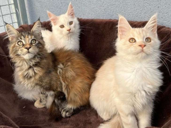 5 chatons Maine Coons LOOF à vendre