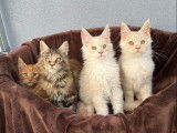 5 chatons Maine Coons LOOF &agrave; vendre