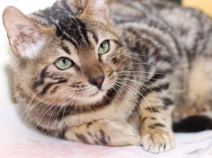 Un chaton Bengal LOOF au pelage marron tacheté disponible à l’achat