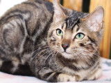 Un chaton Bengal LOOF au pelage marron tacheté disponible à l’achat