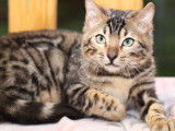 Un chaton Bengal LOOF au pelage marron tacheté disponible à l’achat