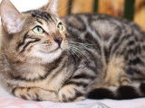 Un chaton Bengal LOOF au pelage marron tacheté disponible à l’achat