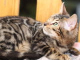 Un chaton Bengal LOOF au pelage marron tacheté disponible à l’achat