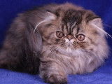 Une chatonne Persan LOOF de cinq mois et demi, marron tacheté, à vendre