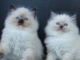 À réserver : 3 chatons Ragdolls LOOF