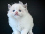 À réserver : 3 chatons Ragdolls LOOF
