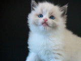 À réserver : 3 chatons Ragdolls LOOF