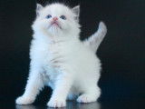 À réserver : 3 chatons Ragdolls LOOF