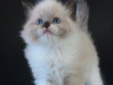 À réserver : 3 chatons Ragdolls LOOF