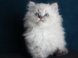 2 chatons British Longhairs blancs LOOF à vendre