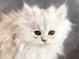 2 chatons British Longhairs blancs LOOF à vendre