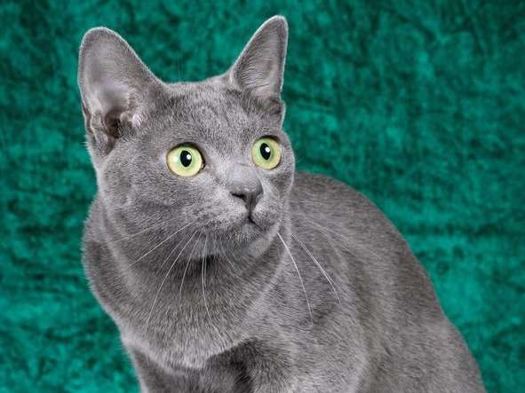 Un chaton Korat LOOF gris argenté à vendre