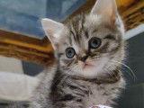 Dernier chaton dispo ! Superbe Femelle British Shorthair Black Silver Tabby