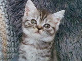 Dernier chaton dispo ! Superbe Femelle British Shorthair Black Silver Tabby