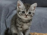 Dernier chaton dispo ! Superbe Femelle British Shorthair Black Silver Tabby