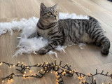 Dernier chaton dispo ! Superbe Femelle British Shorthair Black Silver Tabby