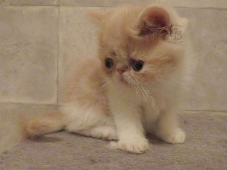 À vendre : chaton Exotic Shorthair beige et blanc mâle (non LOOF)