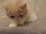 À vendre : chaton Exotic Shorthair beige et blanc mâle (non LOOF)