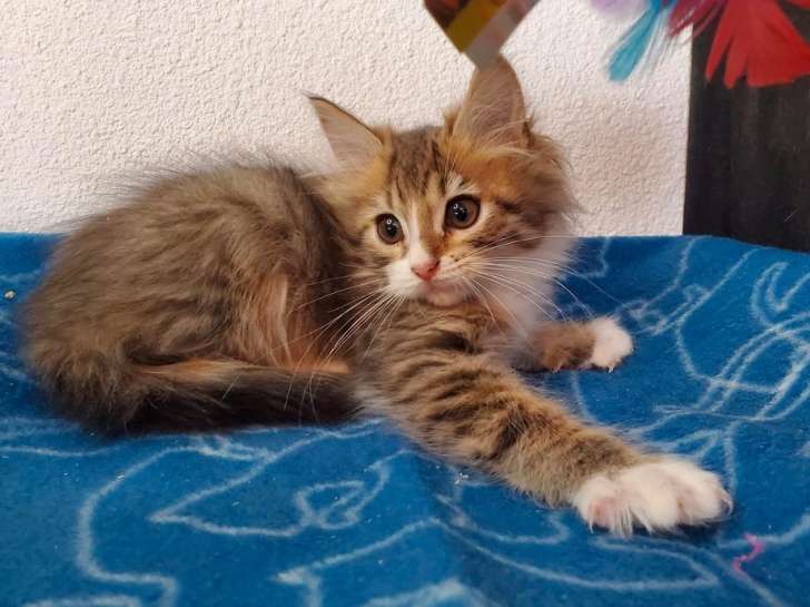 3 chatons Maine Coons (LOOF), à vendre