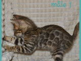 &Agrave; r&eacute;server : 3 chatons Bengals m&acirc;les, LOOF