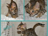 &Agrave; r&eacute;server : 3 chatons Bengals m&acirc;les, LOOF