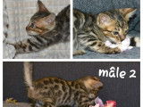 &Agrave; r&eacute;server : 3 chatons Bengals m&acirc;les, LOOF