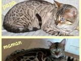 &Agrave; r&eacute;server : 3 chatons Bengals m&acirc;les, LOOF