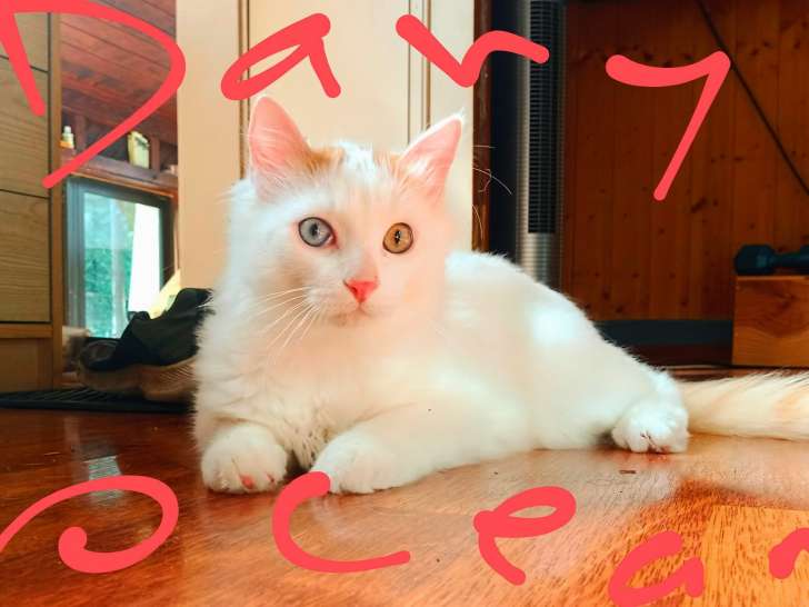 Chaton mâle Turc Van Turkish Van