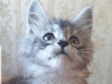 Chatons Maine Coon LOOF disponibles