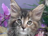 Chatons Maine Coon LOOF disponibles