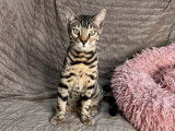 Un chaton Bengal LOOF marron mâle tacheté à motif rosettes à vendre