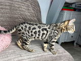 Un chaton Bengal LOOF marron mâle tacheté à motif rosettes à vendre