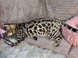 Un chaton Bengal LOOF marron mâle tacheté à motif rosettes à vendre