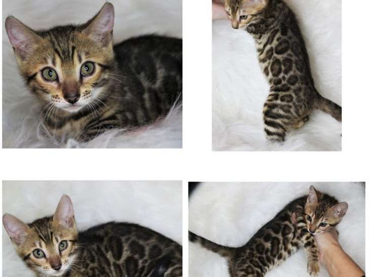 Disponible à l'achat : une chatonne Bengal LOOF au pelage marron à rosettes
