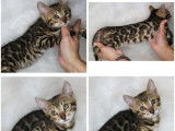 Disponible à l'achat : une chatonne Bengal LOOF au pelage marron à rosettes