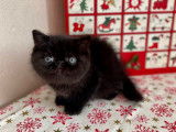 Un chaton Exotic Shorthair LOOF mâle à réserver