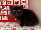 Un chaton Exotic Shorthair LOOF mâle à réserver