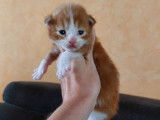 À réserver : 7 chatons Maine Coon LOOF
