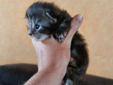 À réserver : 7 chatons Maine Coon LOOF