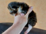 À réserver : 7 chatons Maine Coon LOOF