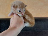 À réserver : 7 chatons Maine Coon LOOF