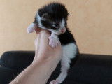 À réserver : 7 chatons Maine Coon LOOF